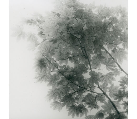 "Hazy Maple" Photograph by Duncan Green